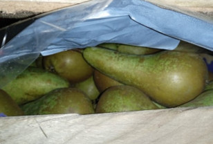 В Смоленской области задержали 60 тонн польских груш 