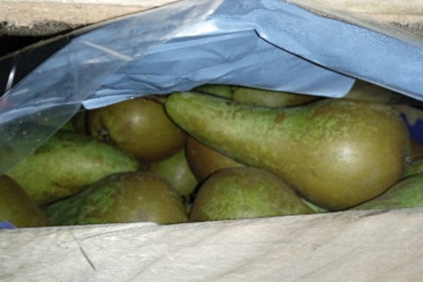 В Смоленской области задержали 60 тонн польских груш 