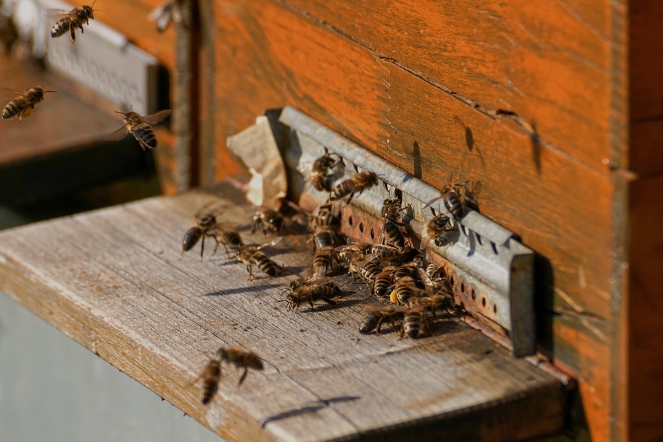 В Дорогобужском районе три пчелиные семьи не пережили похищение мёда