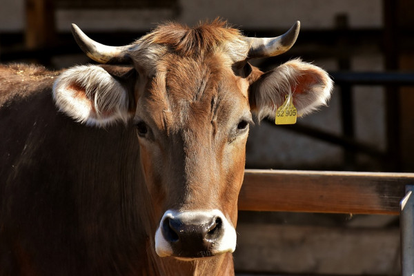 В Смоленской области возобновили бесплатное искусственное осеменение крупного рогатого скота 