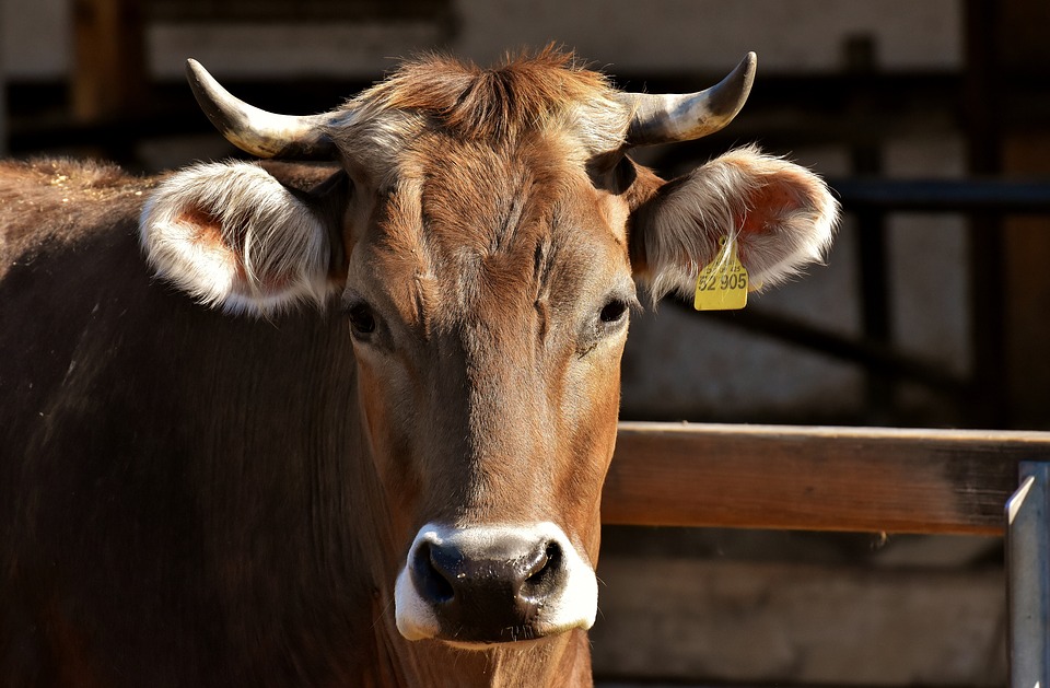В Смоленской области возобновили бесплатное искусственное осеменение крупного рогатого скота 
