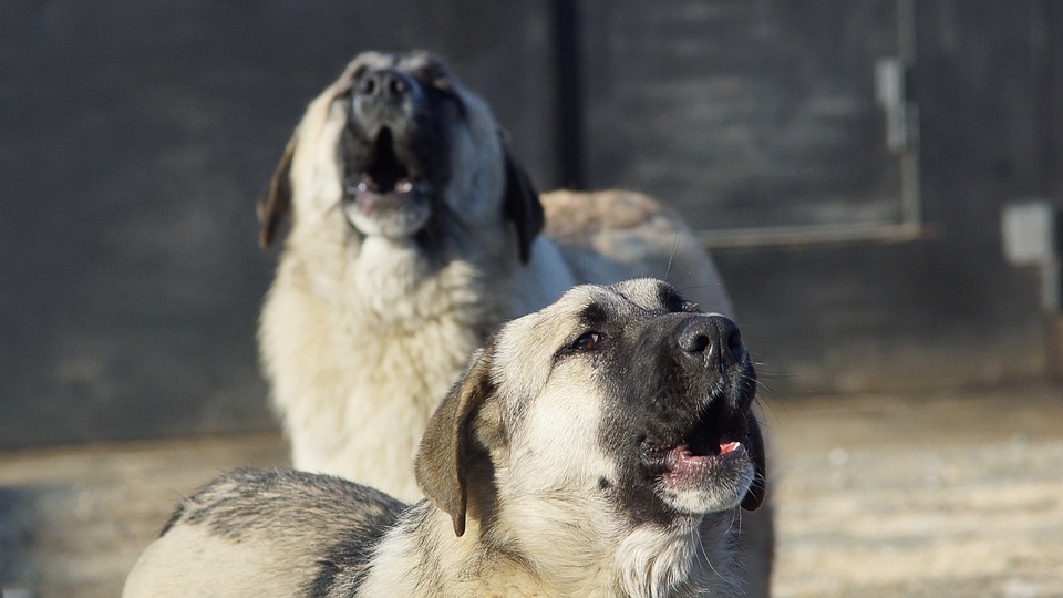 В Государственной Думе поддержали предложения по защите людей от бродячих собак