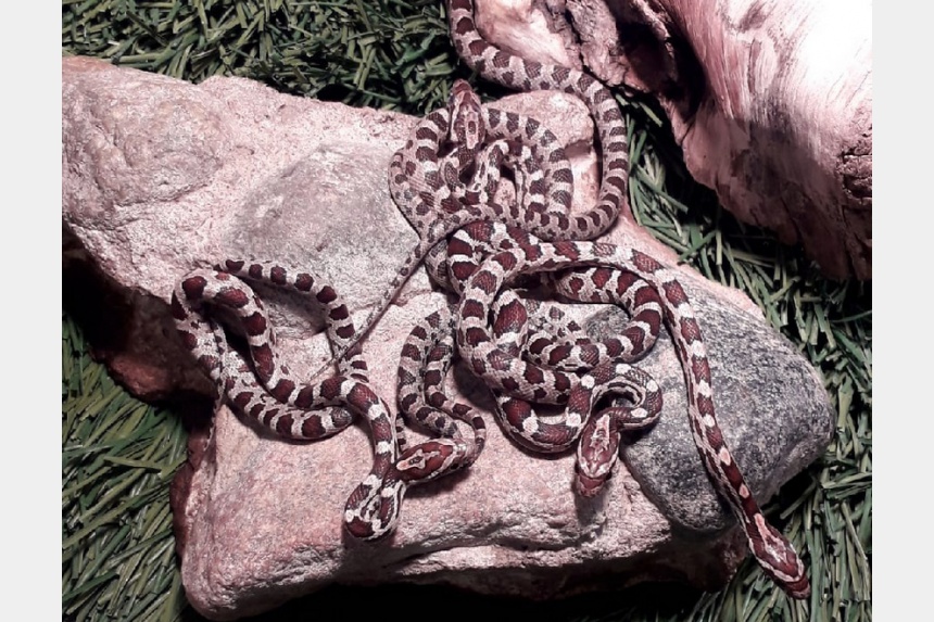 Пять экзотических змей отметили праздник в Смоленском зоопарке 