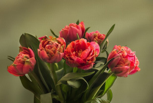 В Смоленске определили места для торговли цветами к 8 Марта