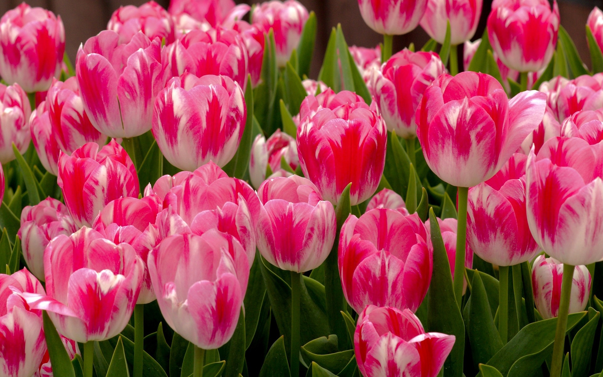 Смоленский предприниматель вырастил около полумиллиона тюльпанов