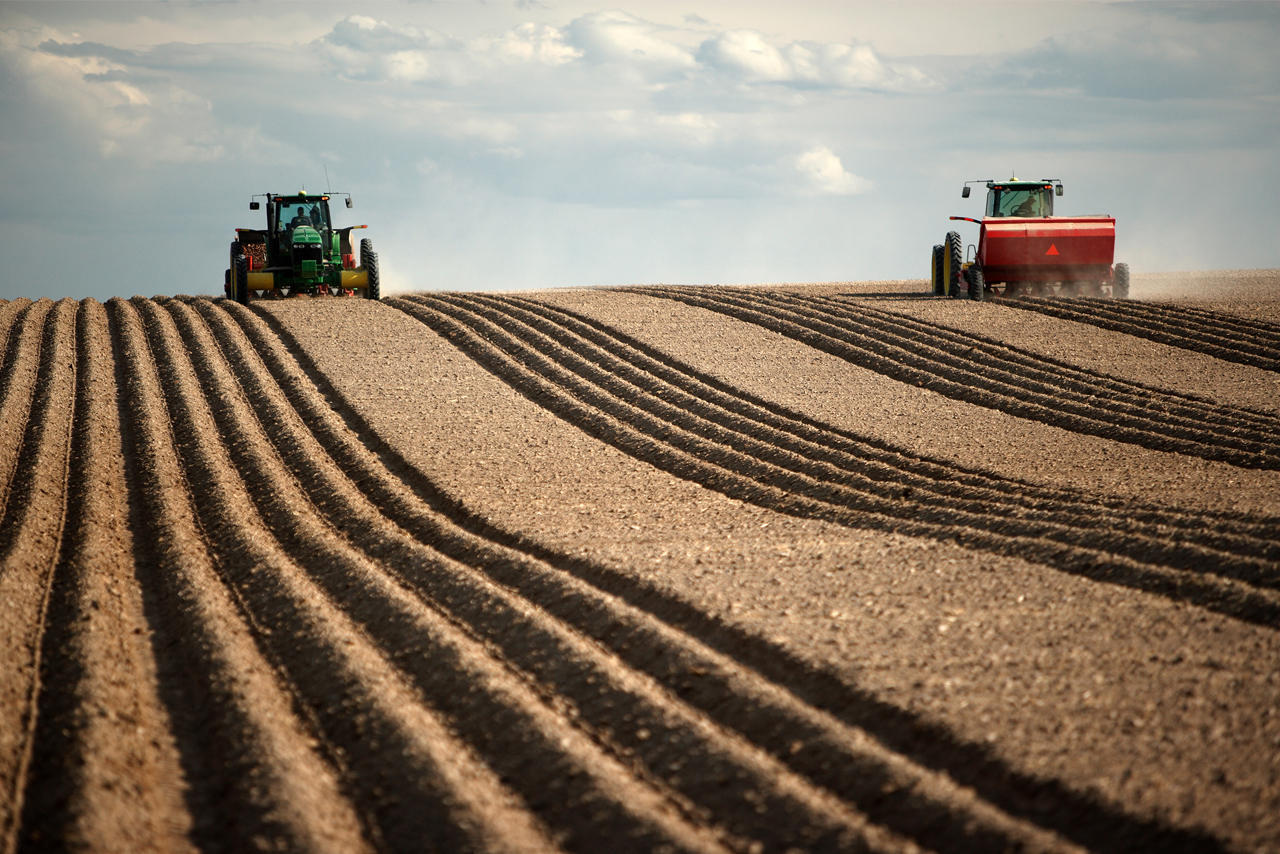 106 тысяч гектаров земли на Смоленщине планируют засеять яровыми зерновыми и зернобобовыми