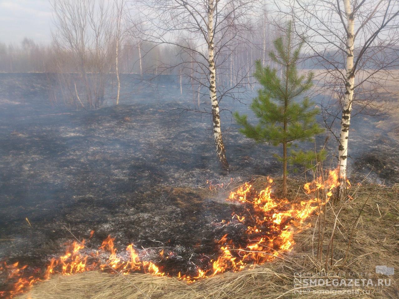 За воскресенье в Смоленской области потушили 29 травяных палов