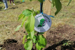 На Смоленщине в рамках акции «Сад памяти» высадят более 50 тысяч деревьев