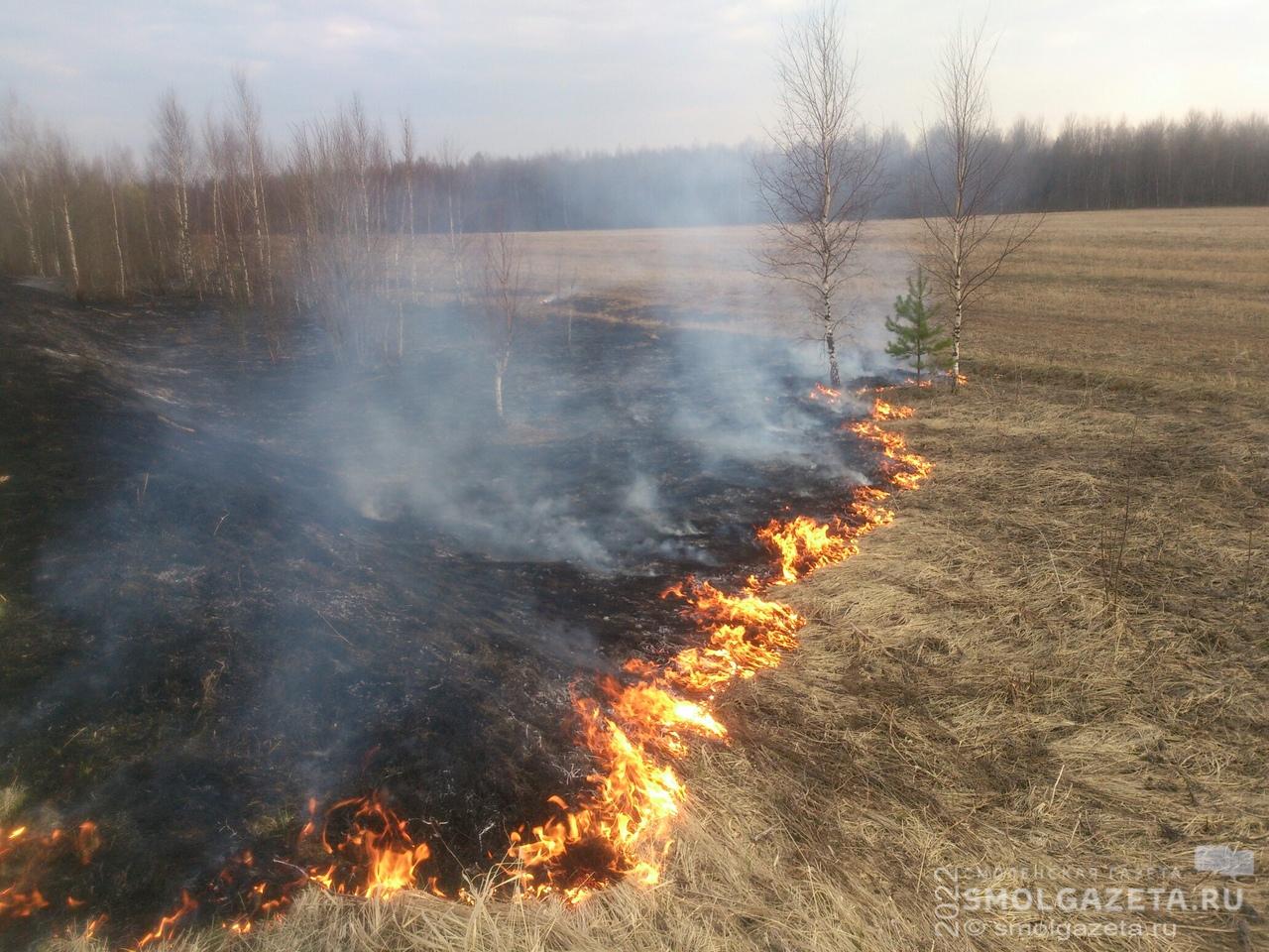40 административных протоколов за палы травы составили смоленские пожарные