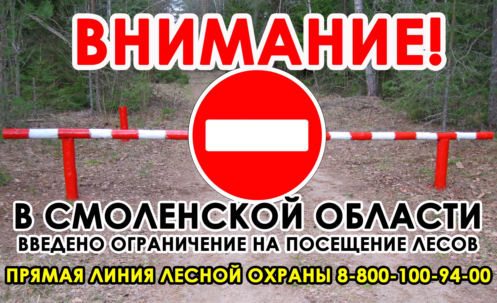 В Смоленской области ввели ограничение на посещение лесов