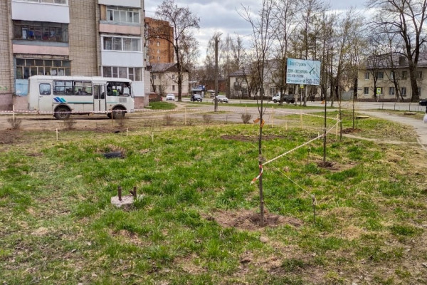 На улице Маршала Еременко в Смоленске появилась живая изгородь из растений
