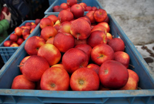 Смоленские пограничники задержали два грузовика с нелегальной партией яблок