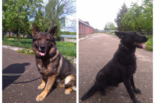 В Смоленске полицейские собаки Лондон и Мерлин ищут новых хозяев