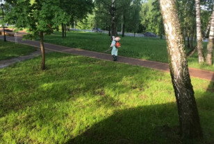В Смоленске парк «Соловьиная роща» обработали от клещей