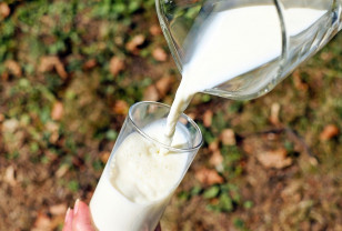 В Смоленской области растут удои молока на корову 
