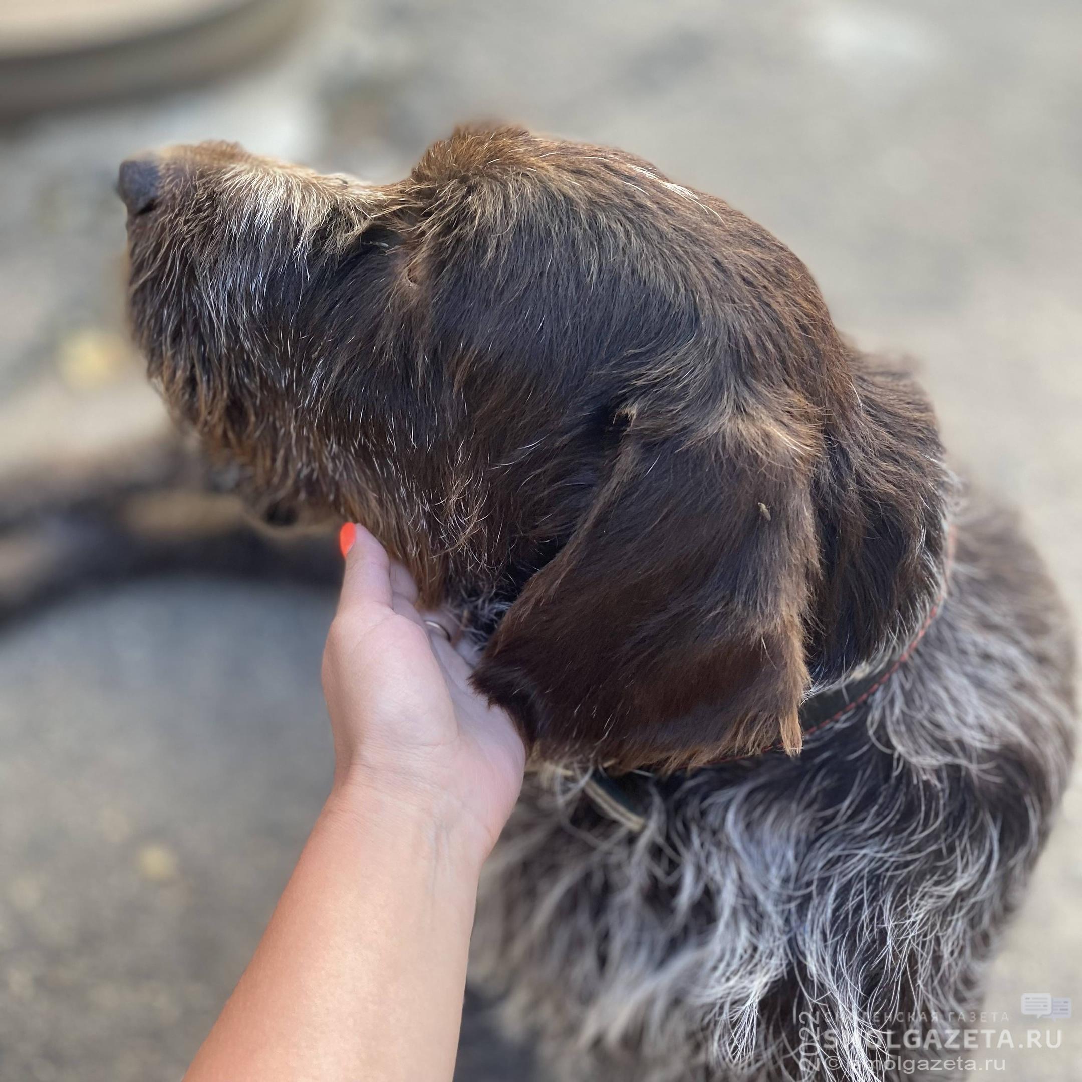 Жительнице Ярцева грозит срок за жестокое обращение с собакой