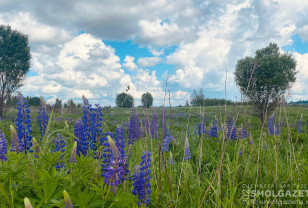 28 июня в Смоленской области воздух прогреется до +33°C