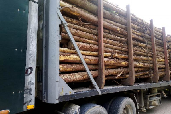 В Смоленской области выявлено более 40 фактов нелегальных перевозок лесопродукции