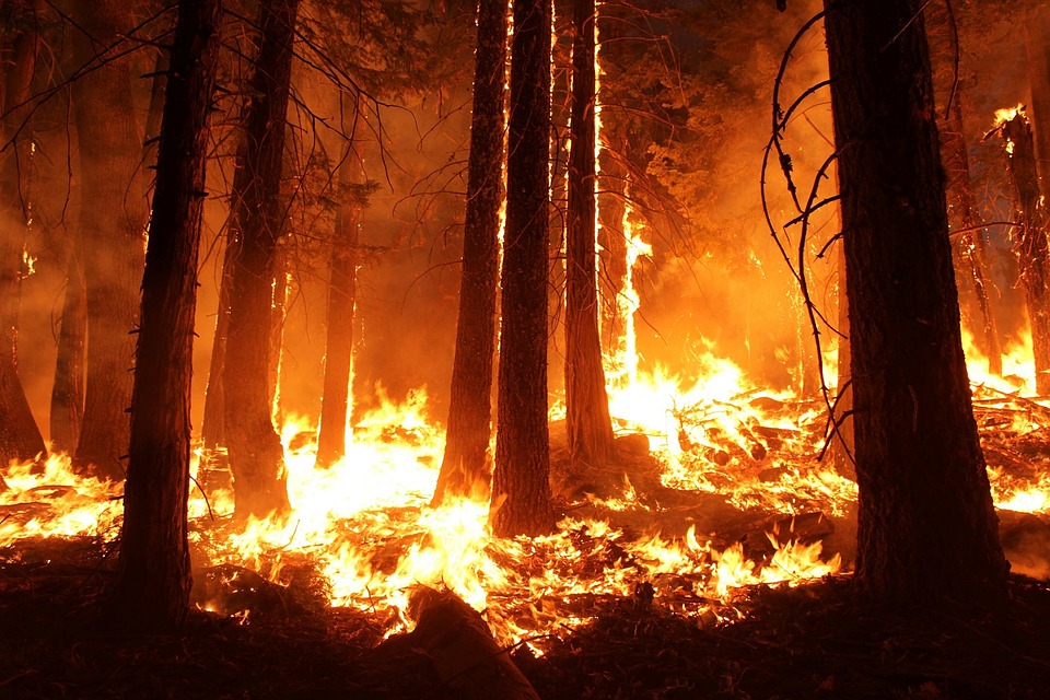 В Рославльском районе ликвидировали лесной пожар