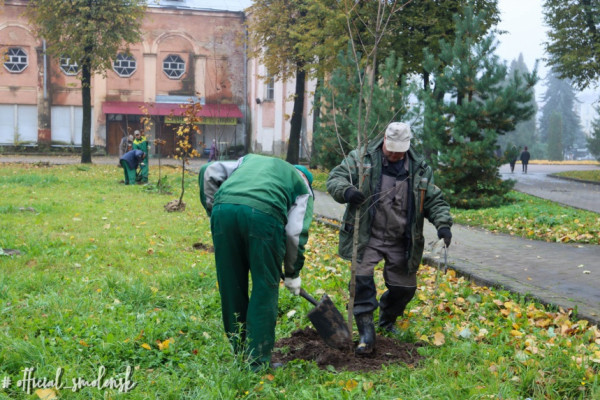 Осенняя озеленительная кампания в Смоленске продолжается