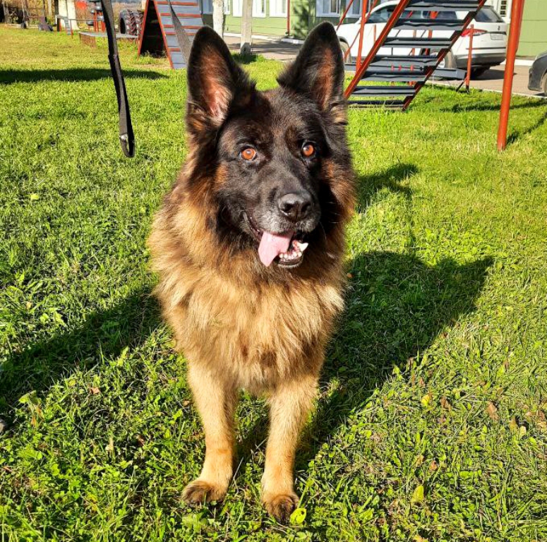 В Смоленске полицейский пес Жозеф ищет новый дом