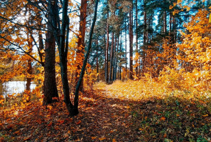 Последний день октября принесёт в Смоленскую область заморозки