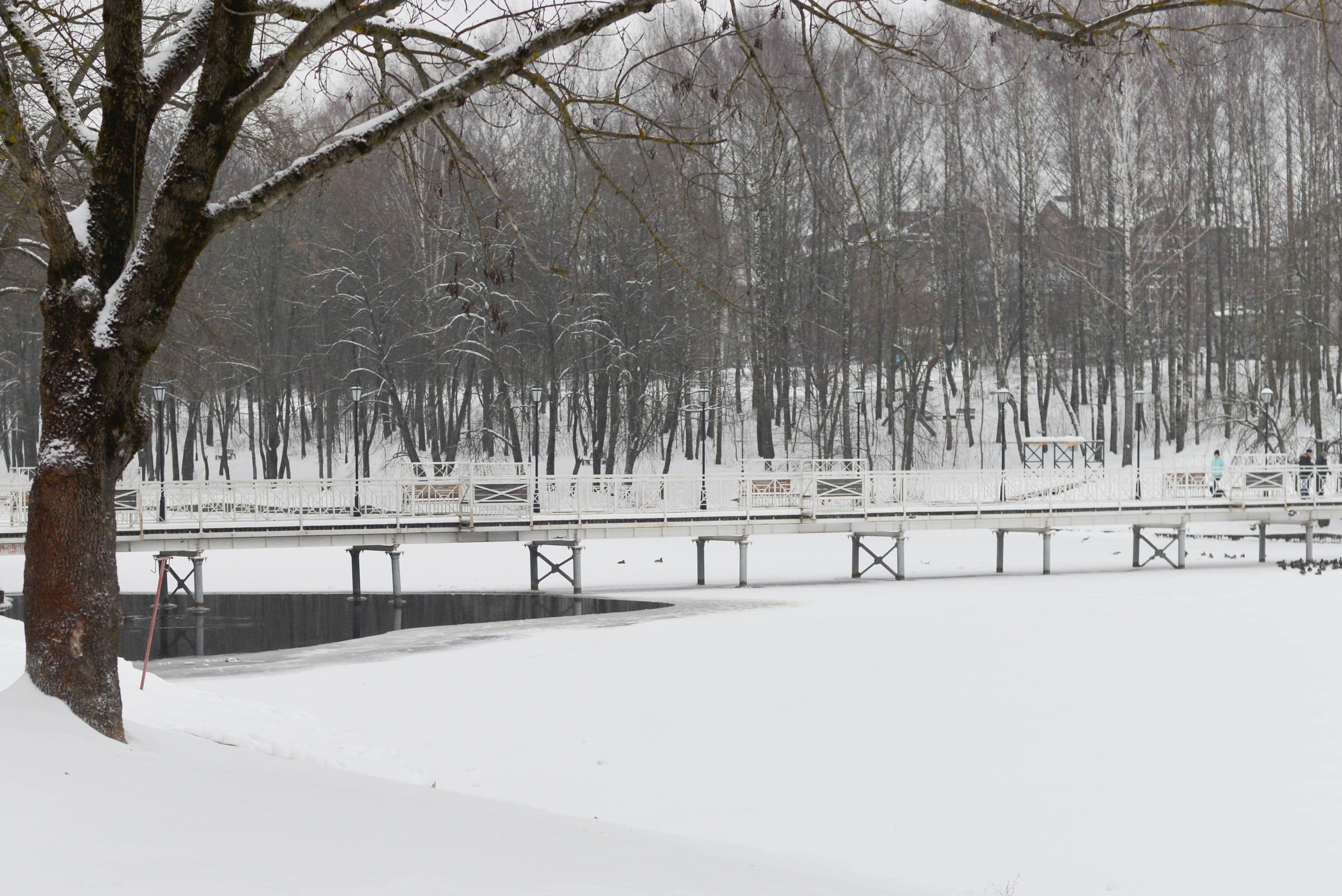 В Смоленской области 12 декабря местами ожидаются метель и снег, переходящий в дождь