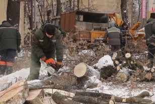 С 10 января в Смоленске началась уборка поваленных в новогодние праздники деревьев