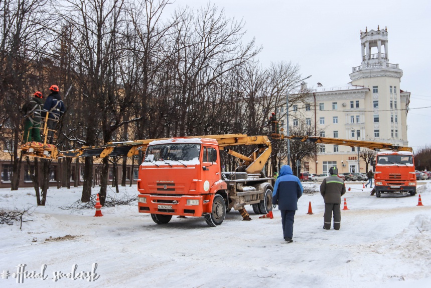 В Смоленске проходит формовочная обрезка деревьев