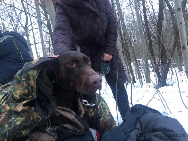 В Смоленске спасатели и кинологи вызволили из беды провалившуюся в коллектор собаку
