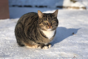 Небольшой снег и гололедица ожидаются в Смоленской области 9 февраля