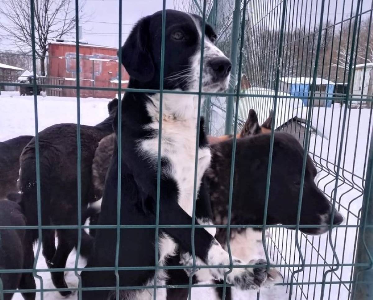 Фонд Сергея Неверова «СозИдаНие» помог двум приютам для животных Смоленской области