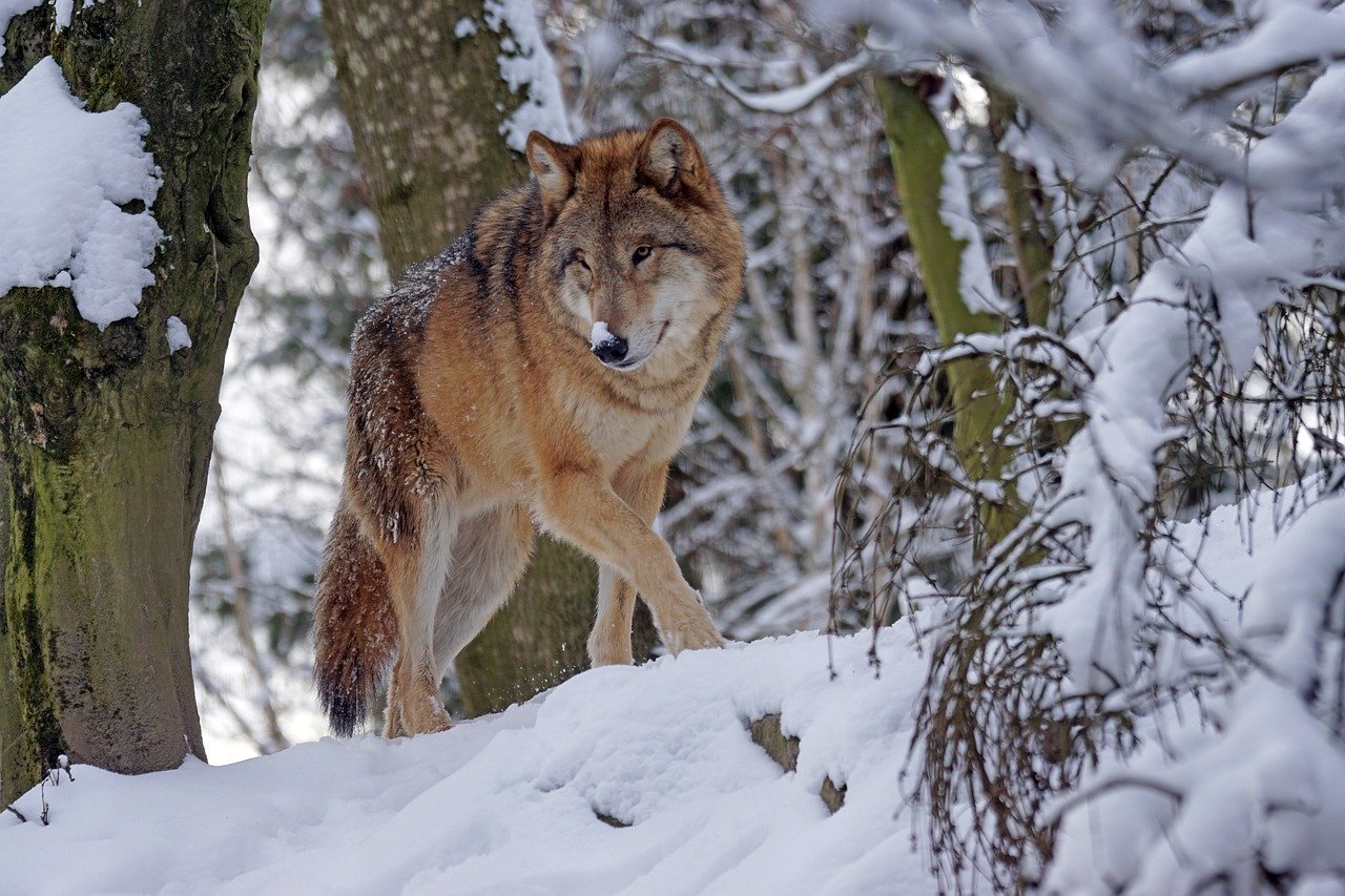 В Смоленской области с начала 2023 года отстрелили 77 волков