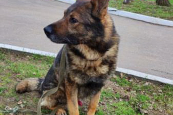 Смоленская полиция отдаёт служебную собаку в добрые руки