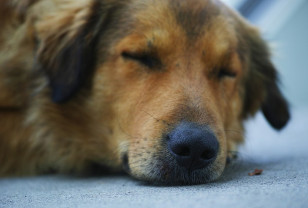 В Смоленской области обитает порядка 4500 собак без владельцев