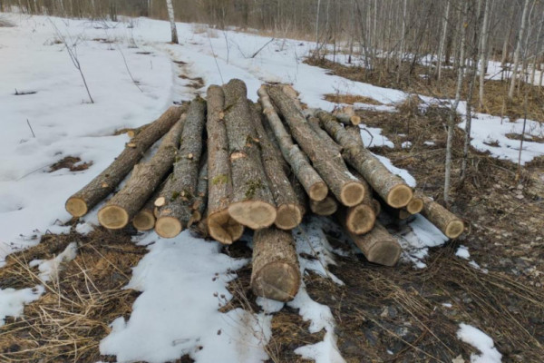 Житель Смоленской области подозревается в незаконной рубке леса