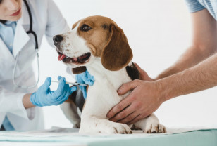 В Смоленске проводится бесплатная вакцинация домашних животных