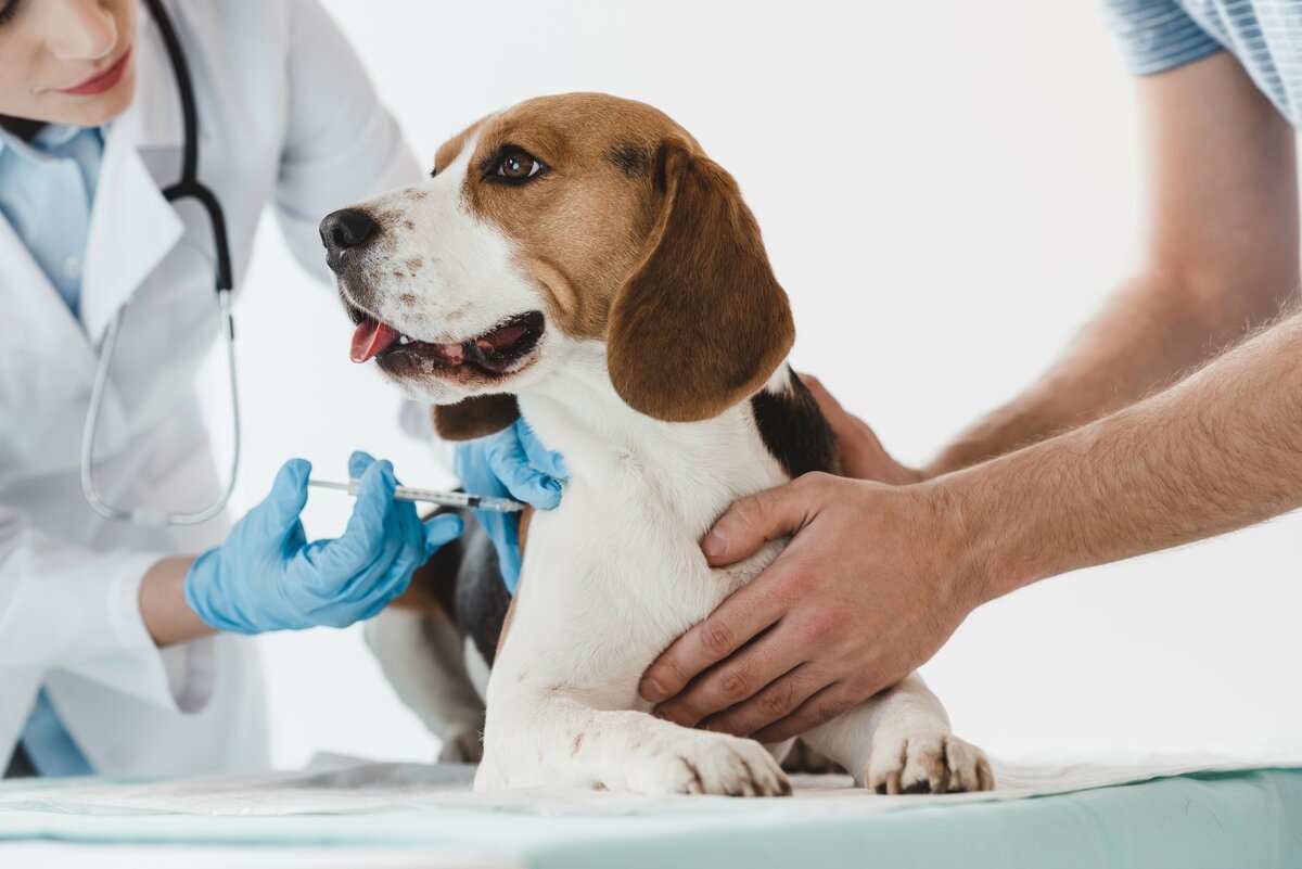 В Смоленске проводится бесплатная вакцинация домашних животных