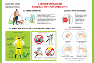 В Смоленской области работает «горячая линия» по профилактике клещевого энцефалита 