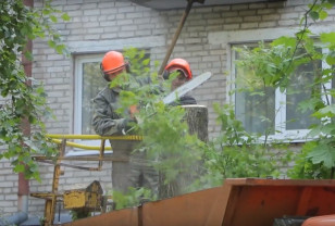 В Смоленске бригады «Зеленстроя» спиливают засохшие деревья 