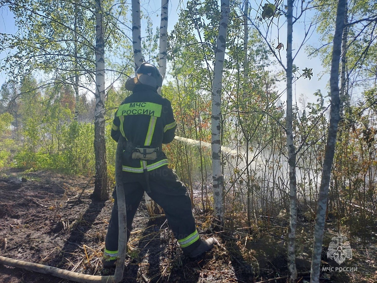 В Смоленской области за сутки ликвидировали три лесных пожара