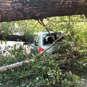 В Смоленске дерево рухнуло на припаркованные автомобили