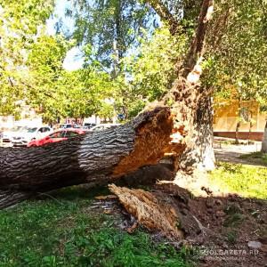В Смоленске дерево рухнуло на припаркованные автомобили