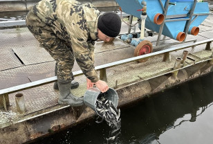 Смоленская АЭС выпустила более 41 тысячи мальков чёрного амура в Десногорское водохранилище