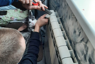 В Смоленске спасатели вытащили из батареи застрявшую кошку