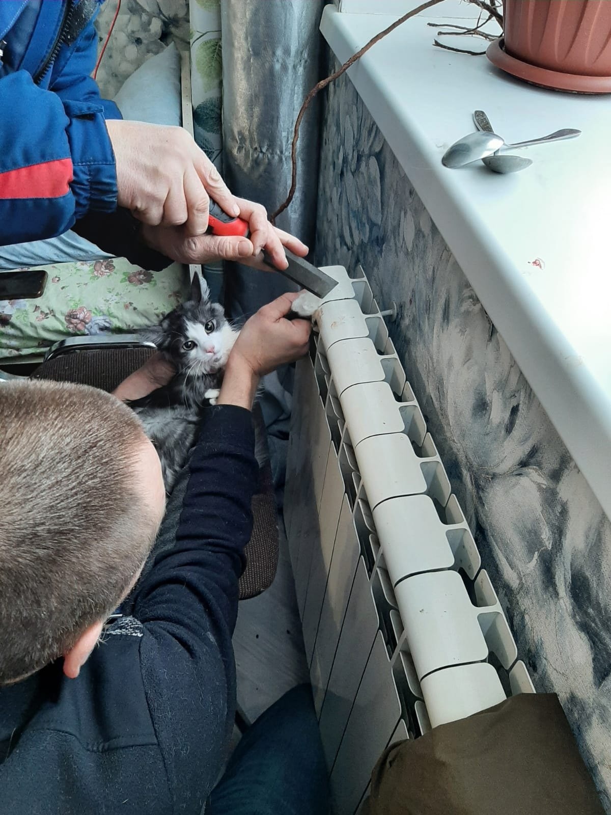 В Смоленске спасатели вытащили из батареи застрявшую кошку