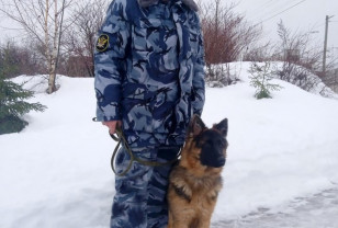 74 собаки несут службу в уголовно-исполнительной системе Смоленской области