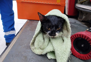 В Смоленске МЧС спасло из пожара двух котов