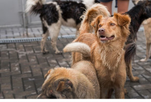 В Смоленске прокуратура взыскала компенсацию морального вреда за укус собаки