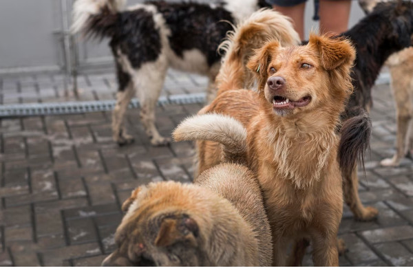 В Смоленске прокуратура взыскала компенсацию морального вреда за укус собаки